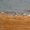 Lesser Sandplover